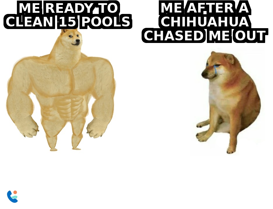 Buff Doge vs Cheems - ready to clean 15 pools vs after a chihuahua chased me out